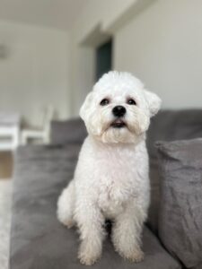 bichonul-micu-pini (6)