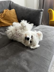 bichonul-micu-pini (7)