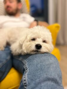 bichonul-micu-pini (8)