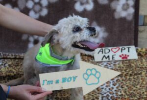 un bichon alb are nevoie de ajutor