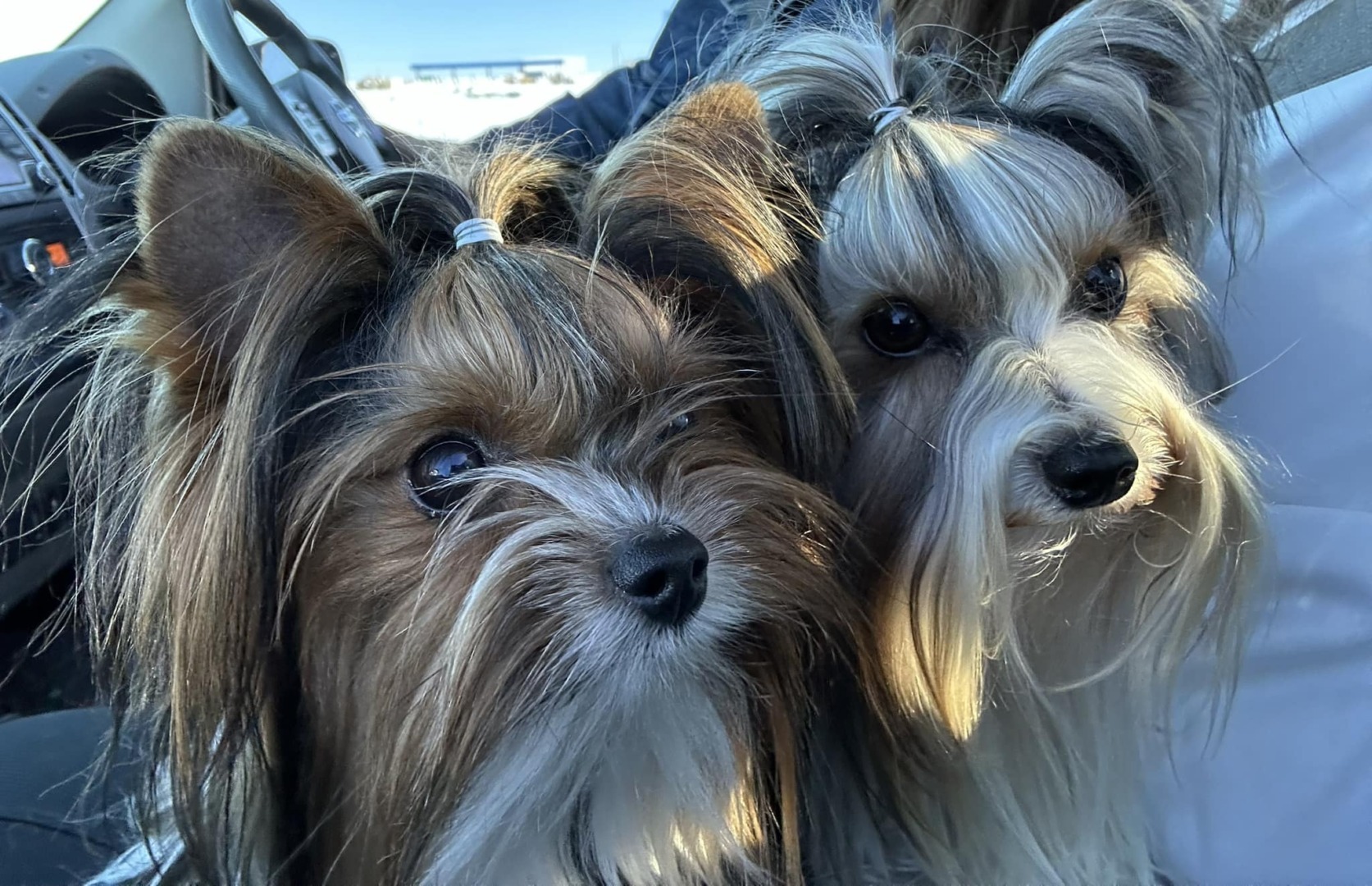 Câini din rasa Biewer Terrier.