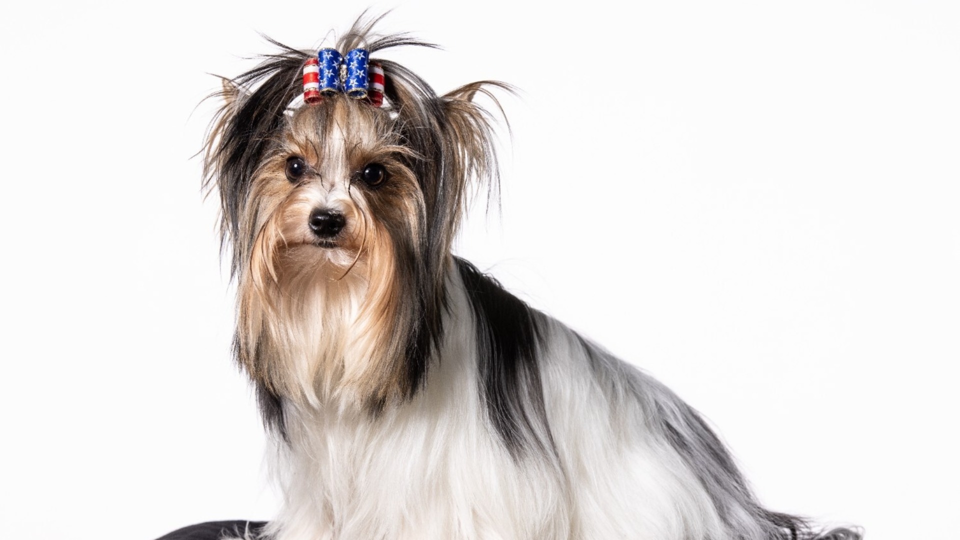 Câine din rasa Biewer Terrier.