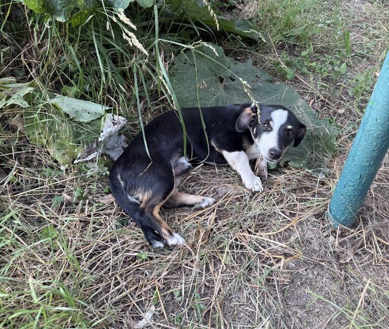 Cățel așezat în iarbă