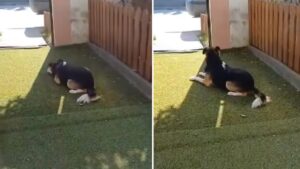 un caine se taraie pana la poarta