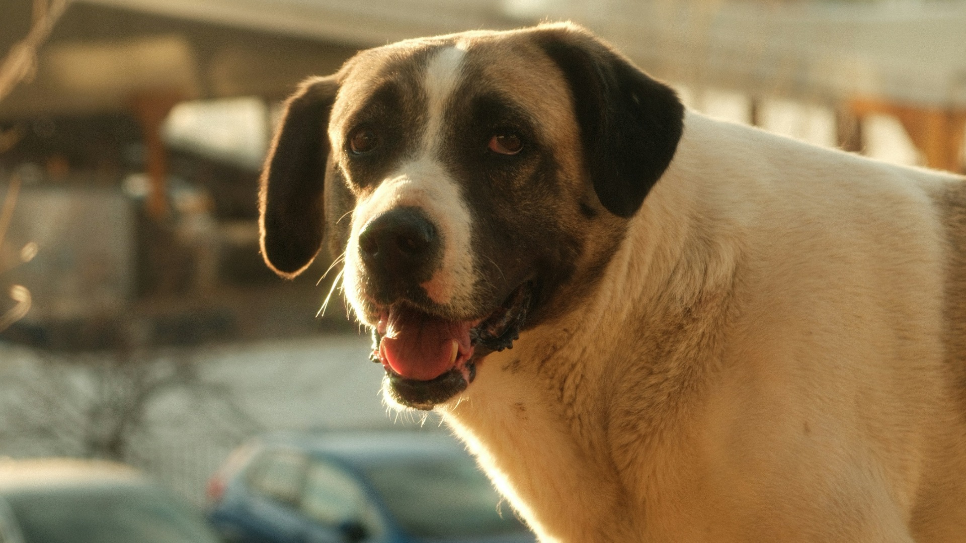 Câine care scoate limba din cauza caniculei și a căldurii.
