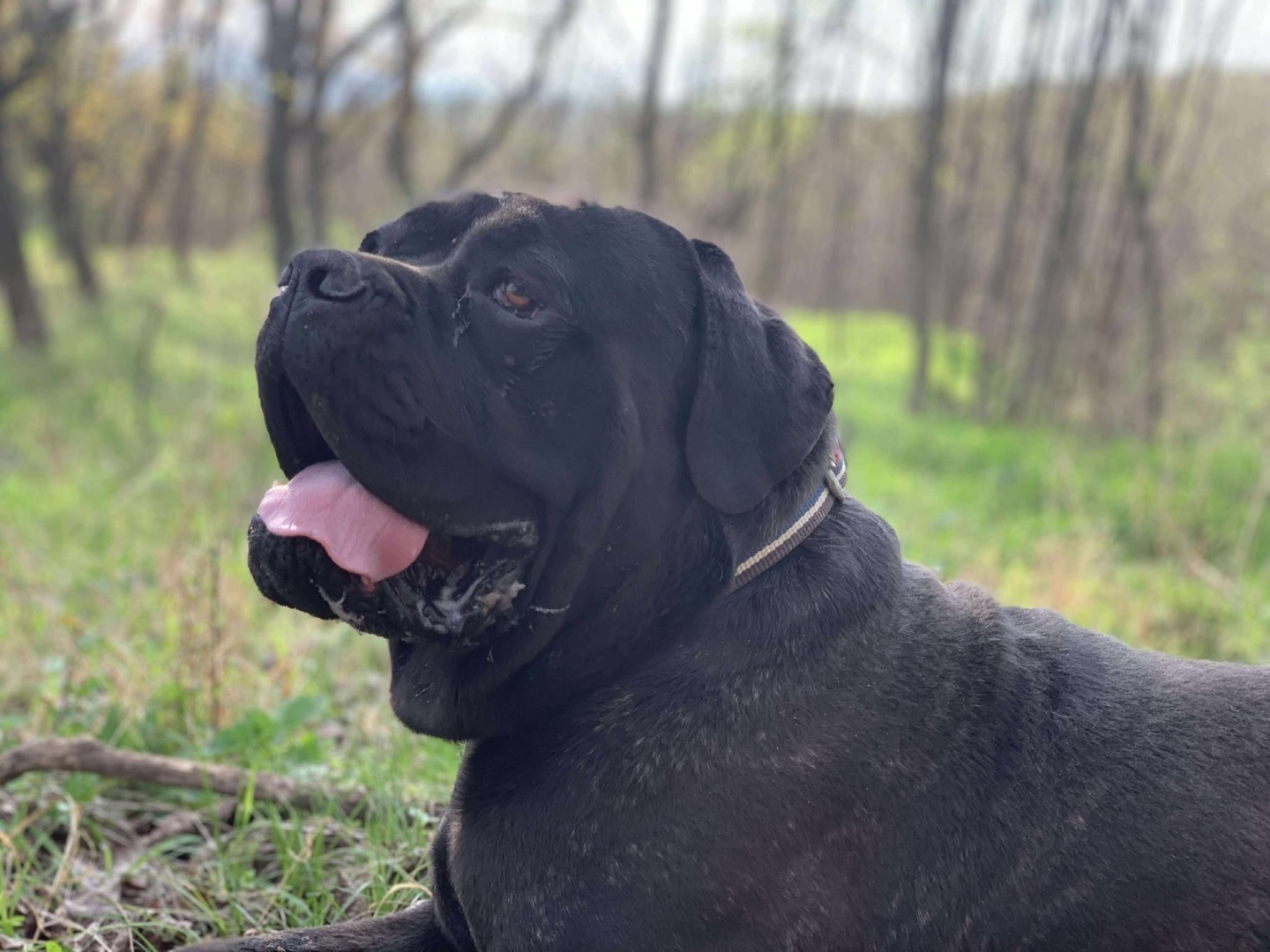 cainele cane corso in padure