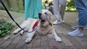 Câine înconjurat de oameni