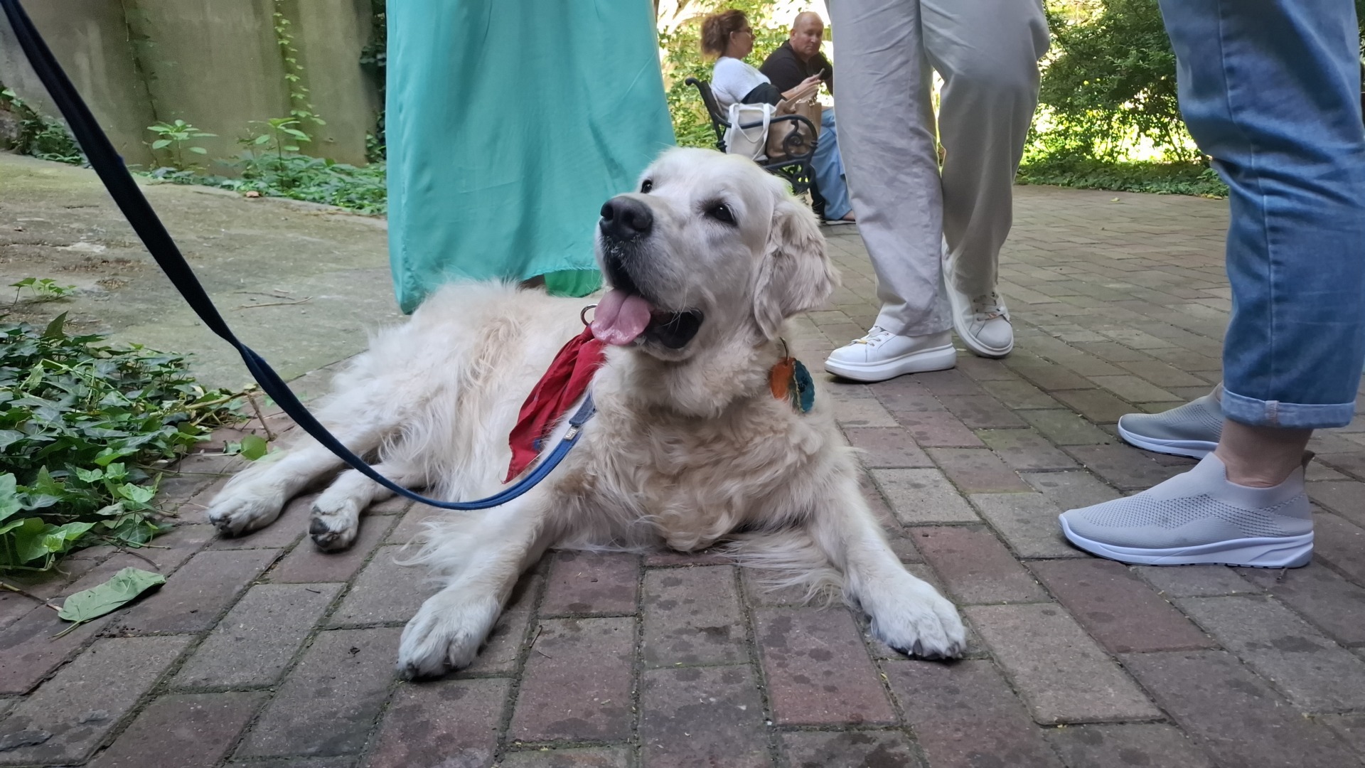 Câine înconjurat de oameni