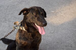 Câine în lanț
