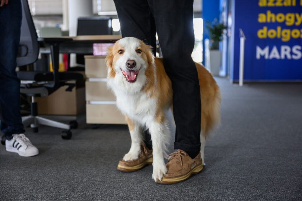 Câine la birou