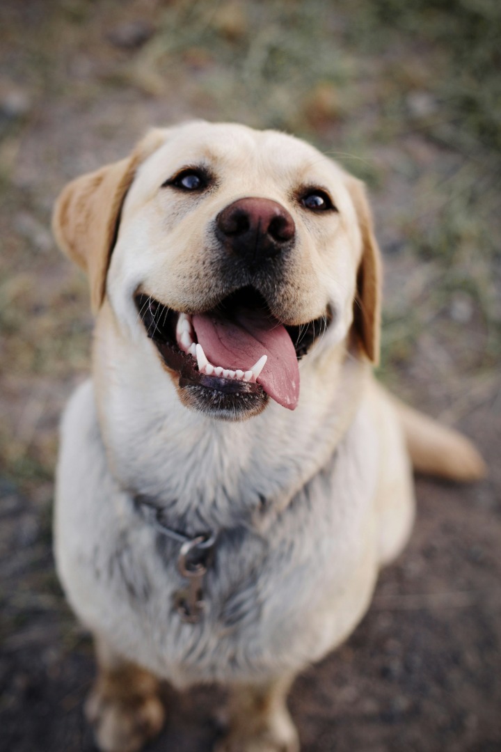 Câine labrador retriever.