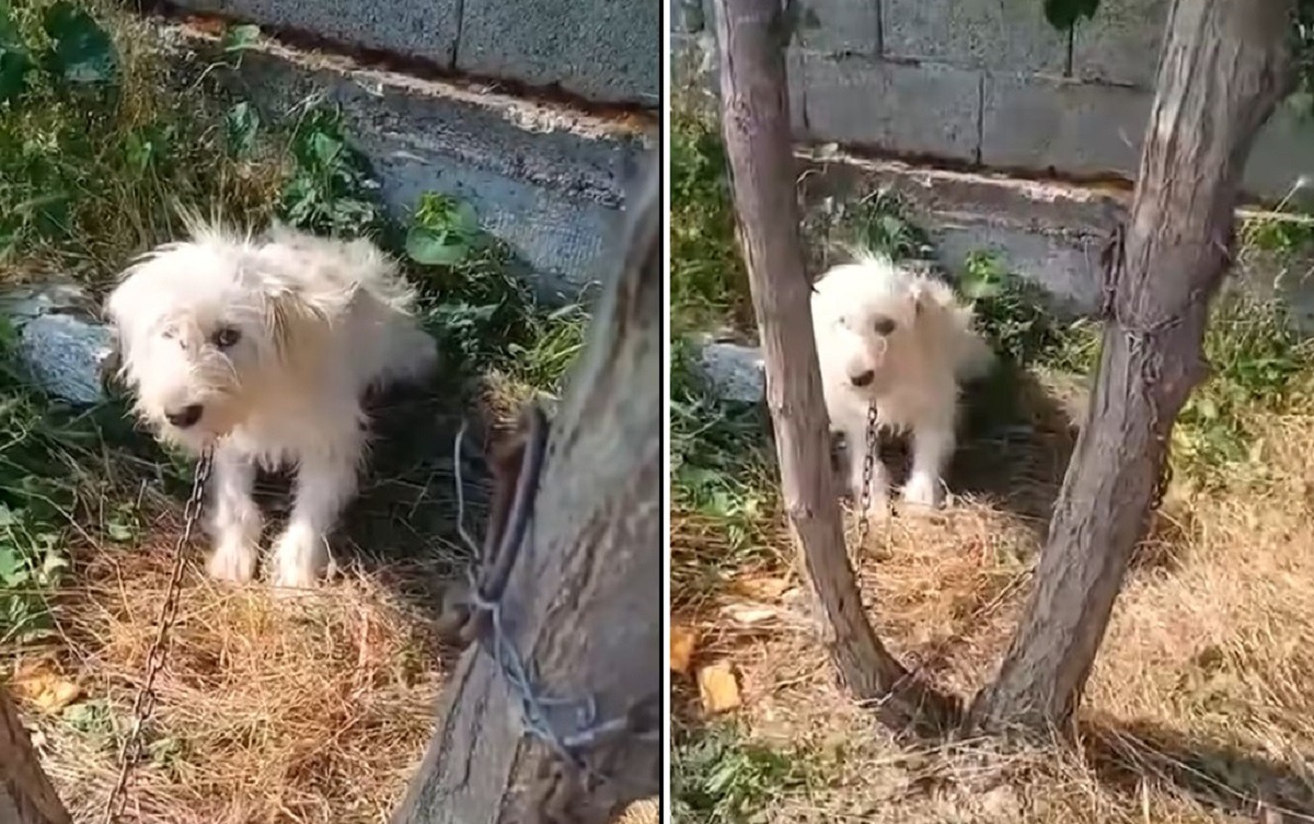 caine abandonat de stapan langa un copac