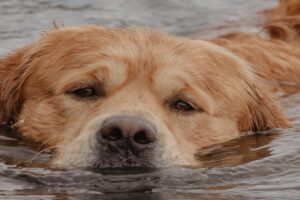 caine care inoata in mare