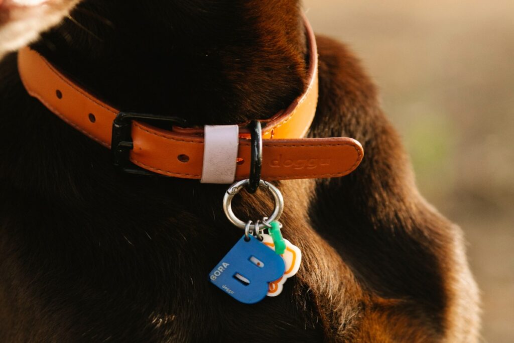 caine negru cu zgarda