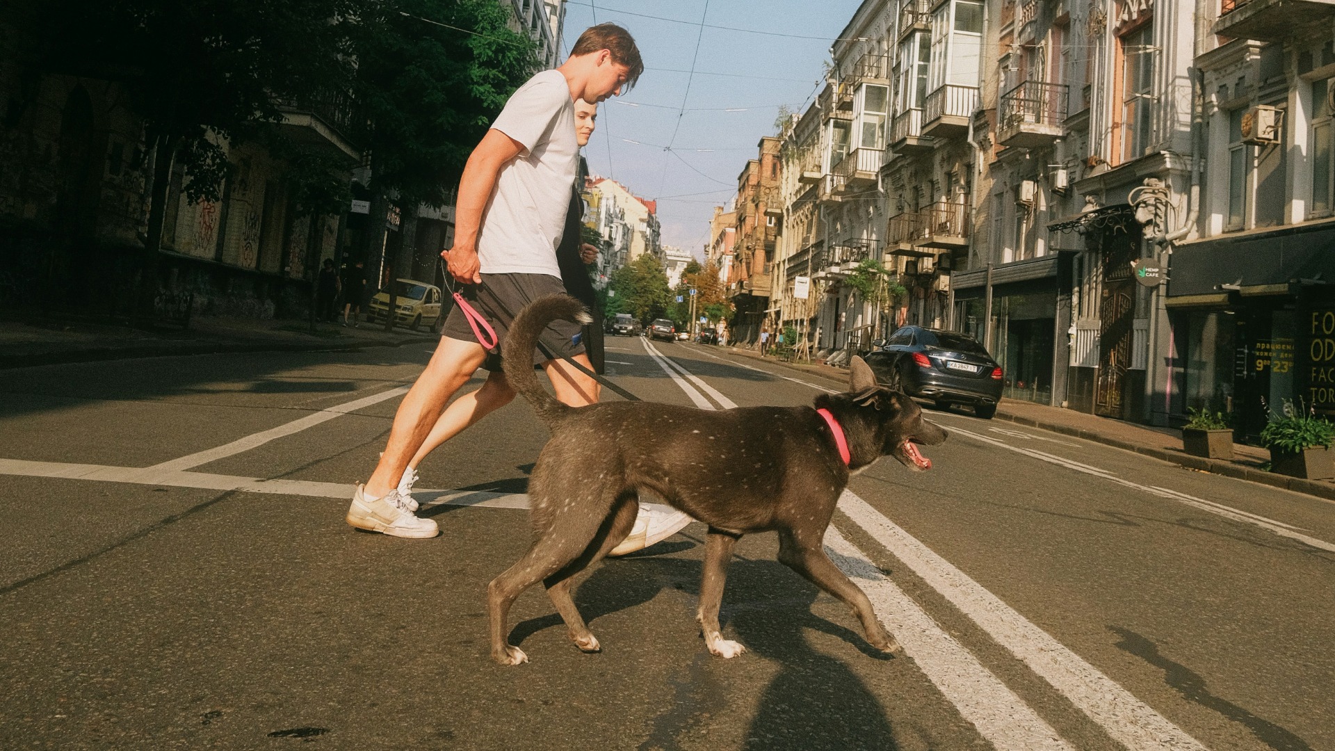 Un câine este scos afară, la plimbare, vara.
