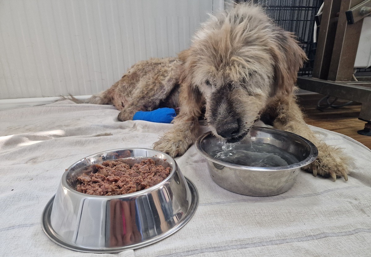 cainele bea apa si mananca