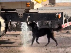 Câine se răcorește în spatele unei cisterne