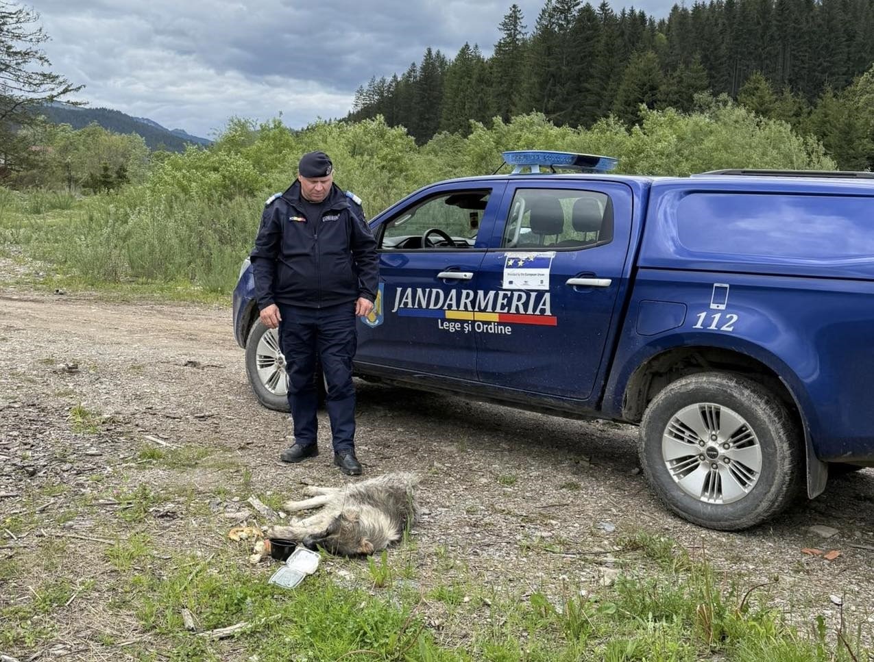 caine salvat de jandarmi