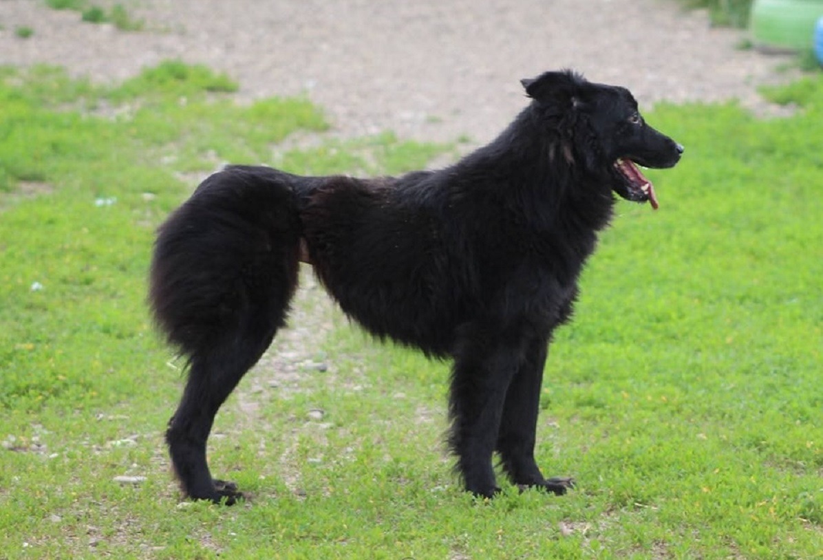 un caine negru sta la poza