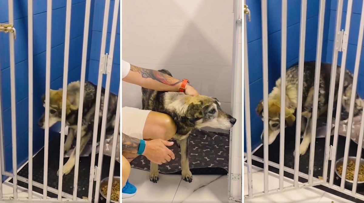 cainele Bubu din adapost