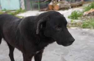 cainele eros din adapost