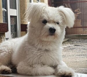 cainele Meko sta pe terasa