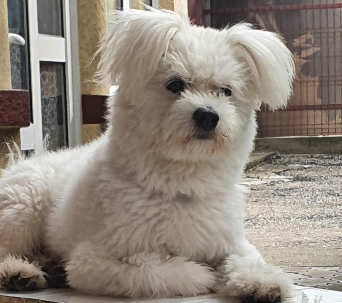 cainele Meko sta pe terasa