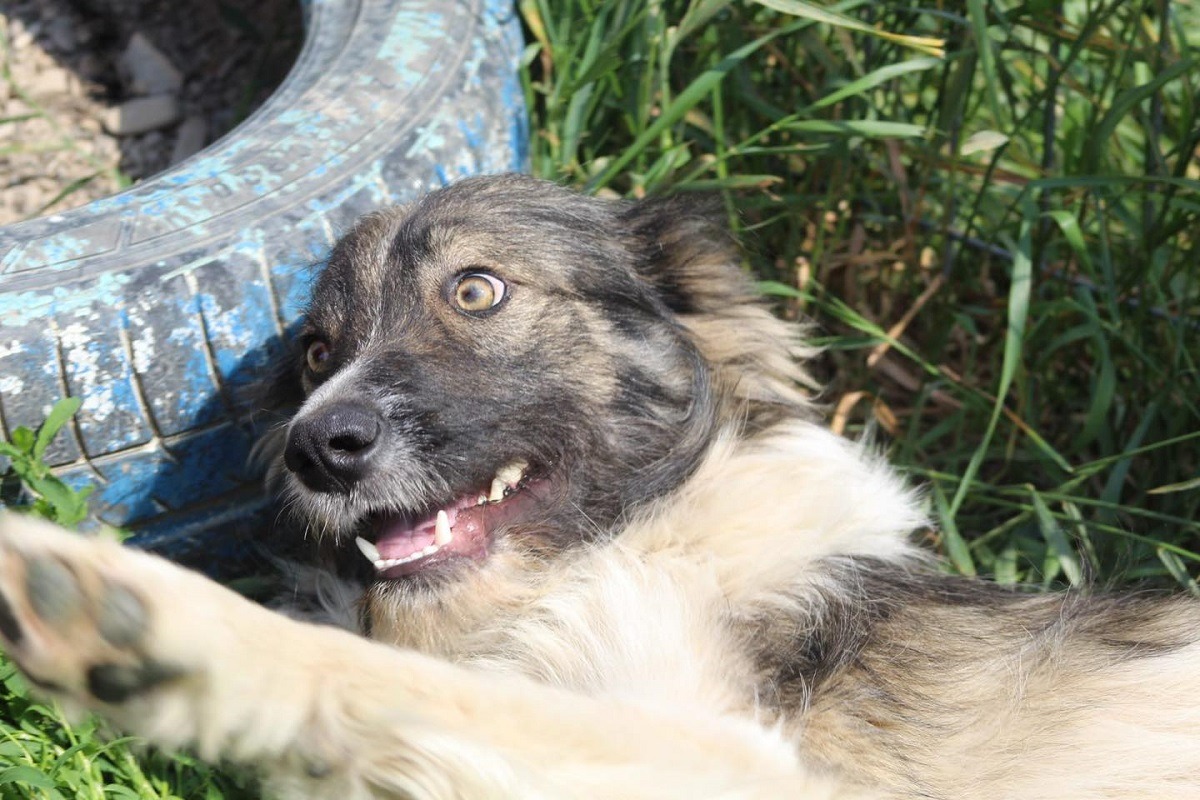 un caine vesel in iarba