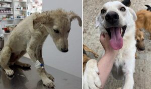 cainele Olaf are nevoie de o familie