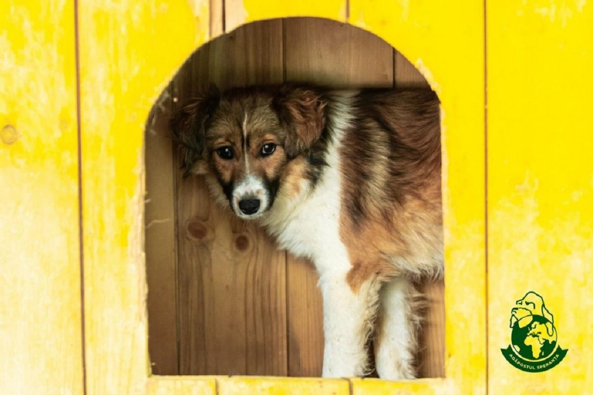 cainele sta in cusca