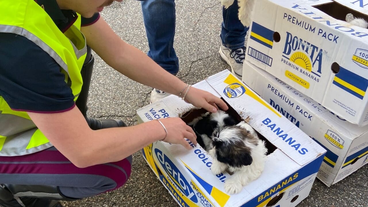 Un polițist scoate căței dintr-o cutie de banane.