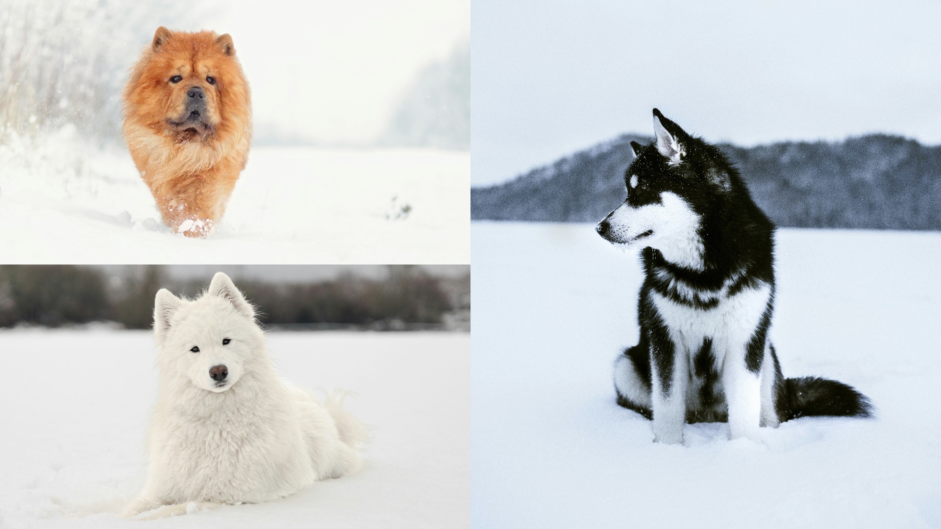 Câini buni pentru persoanele care locuiesc în zone cu temperaturi scăzute: Chow Chow, Samoyed și Malamut de Alaska.