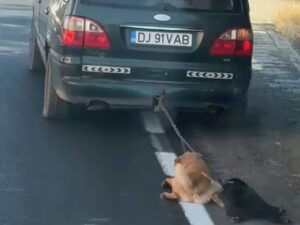 Câini legați de o mașină și târâți pe stradă