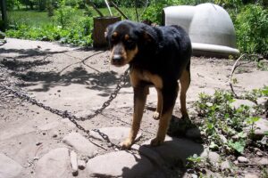 cainele tinut in lant