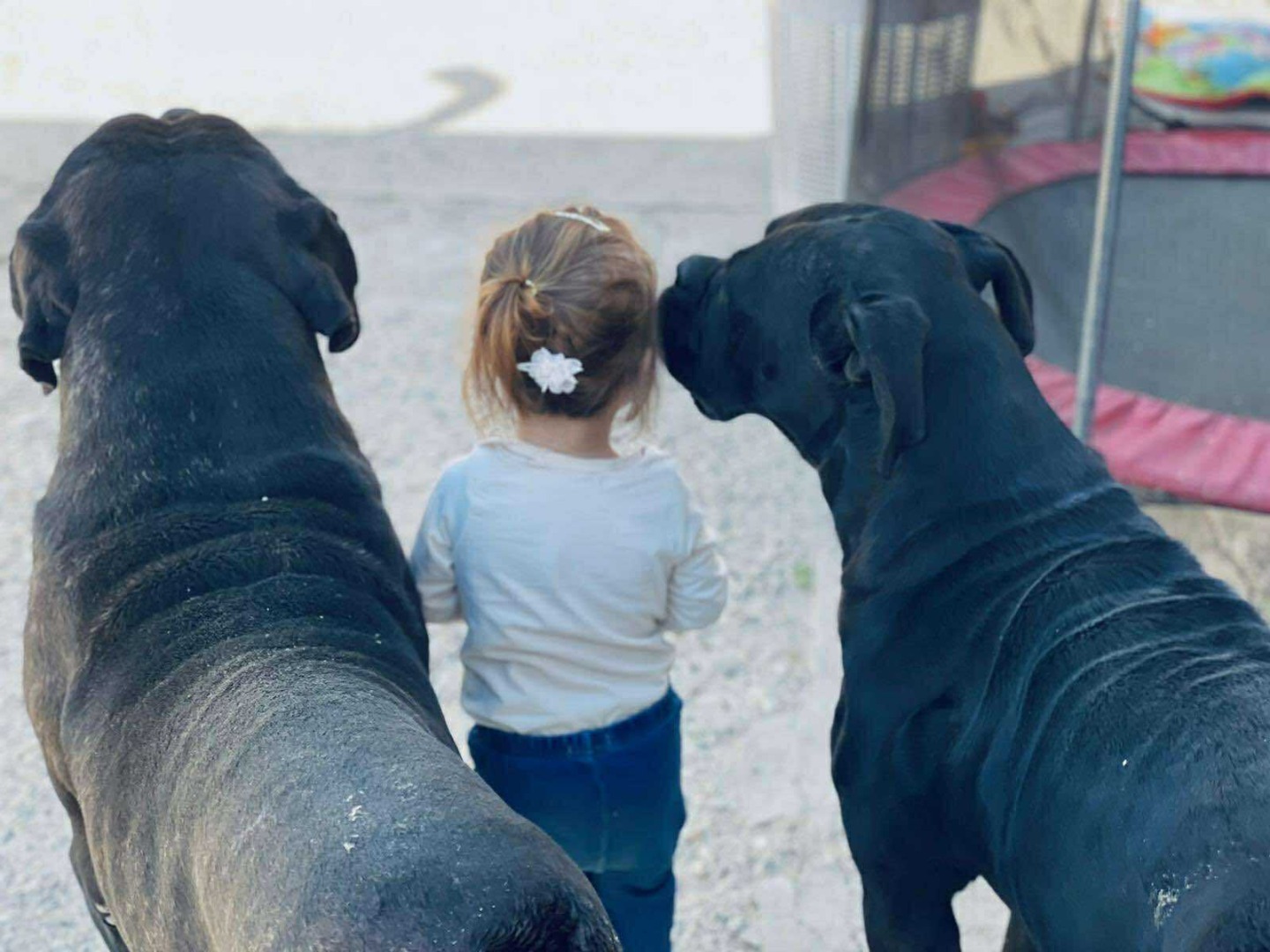 doi masculi cane corso