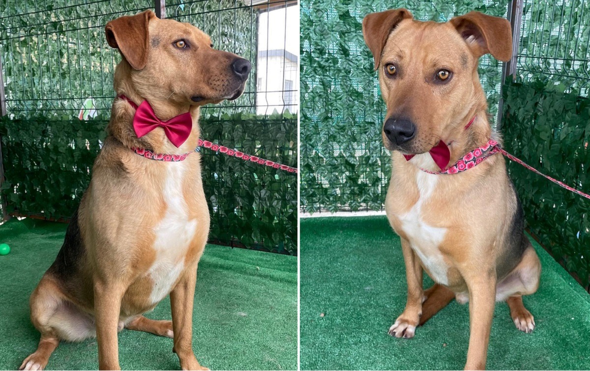 cainele Caramel de la ASPA