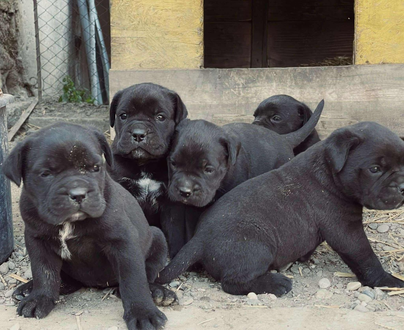 pui Cane Corso