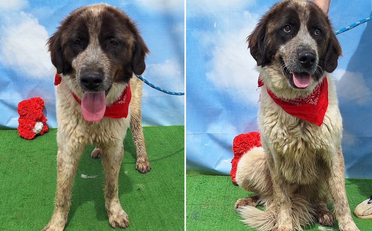 catelul Fred de la adapost