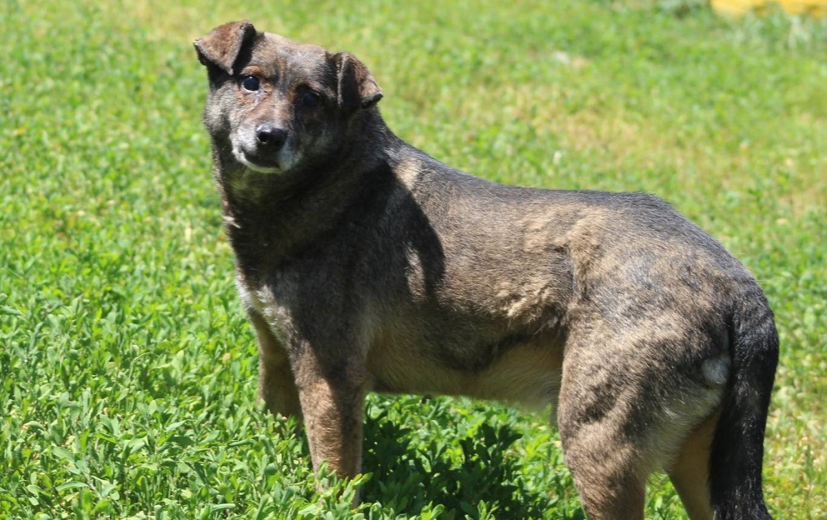 cainele Jamie se plimba in curtea adapostului