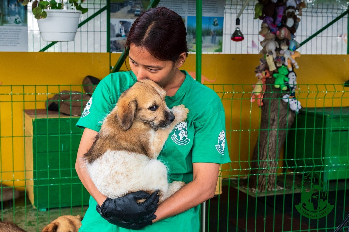un catel sta in bratele voluntarei