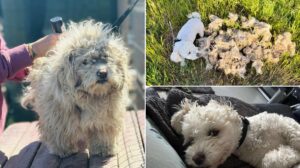 catelul Ziggy s-a transformat total