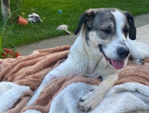 o catelusa sta pe patura