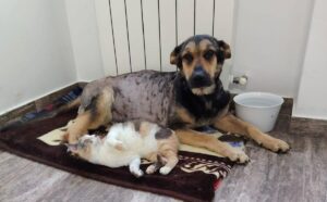 o catelusa si o pisica stau pe patura