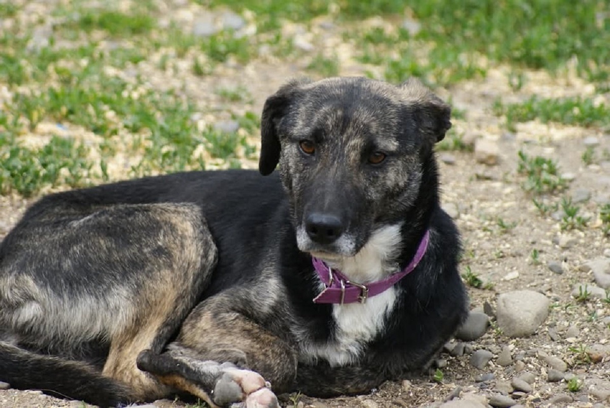 o catelusa trista sta ghemuita