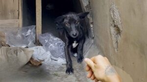 o catelusa neagra in canalizare