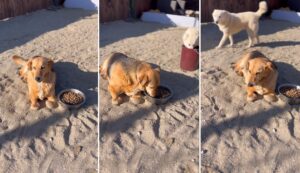 ultimele clipe din viata catelusei Leea