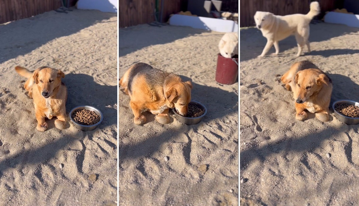 ultimele clipe din viata catelusei Leea