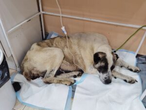 o catelusa pe perfuzii