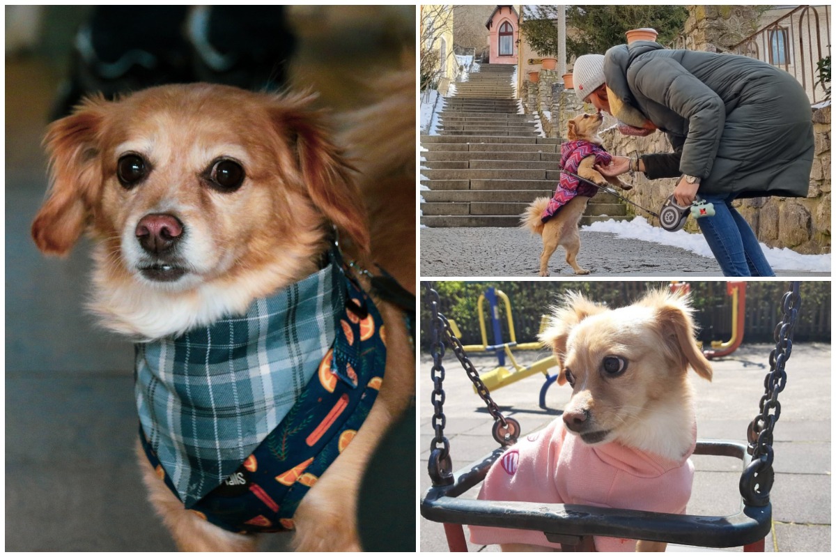 Colaj cu cățelușa Leia