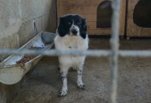 o catelusa in adapost